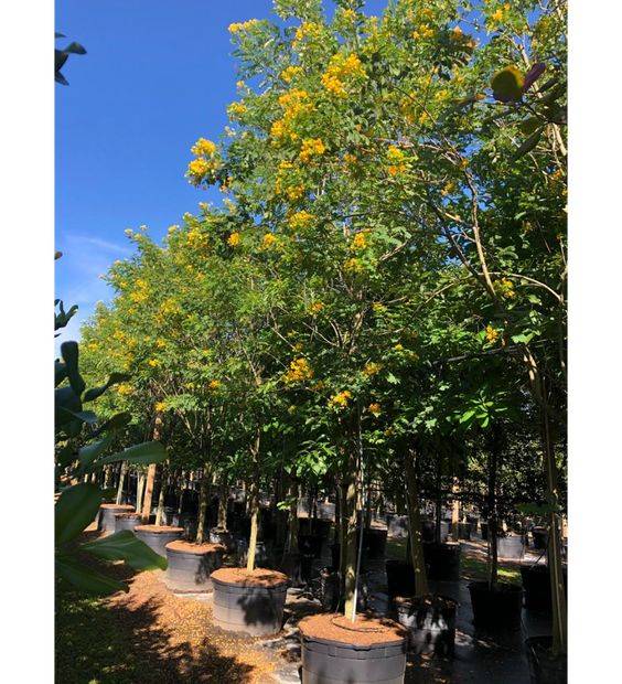 Cassia surattensis