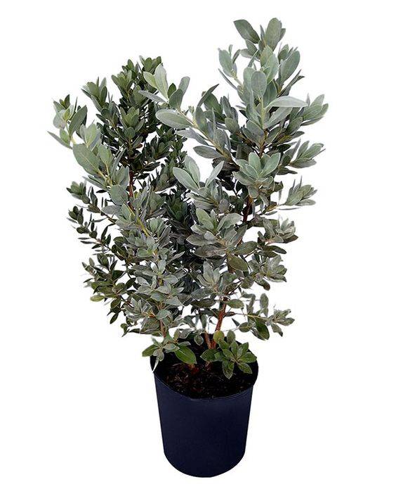 Conocarpus erectus