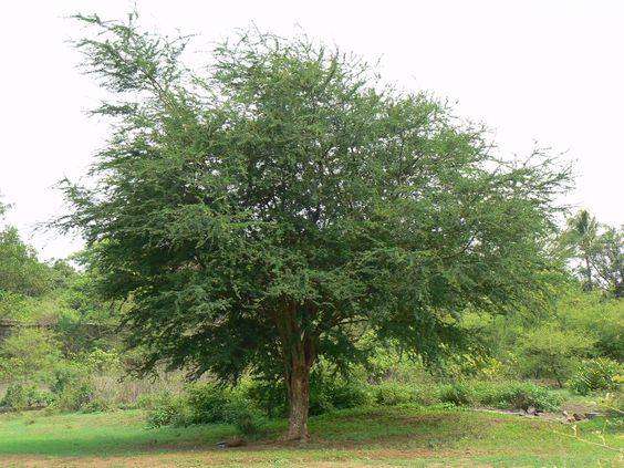 Pithecellobium dulce