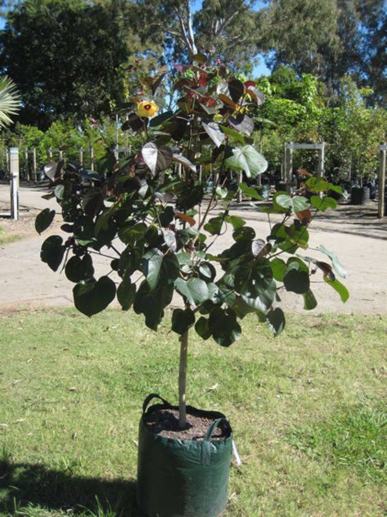 Hibiscus tiliaceus