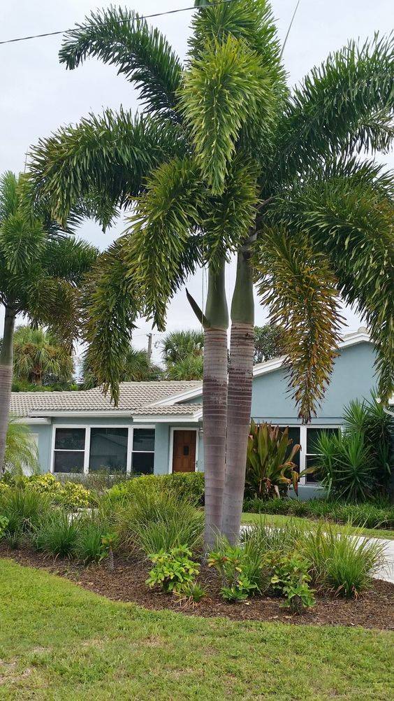 Wodyetia bifurcata (Foxtail Palm)