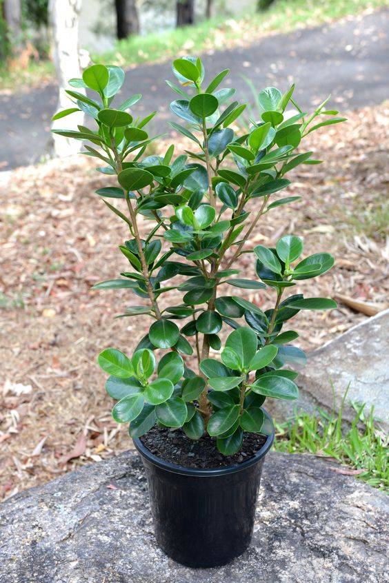 Ficus hawaii
